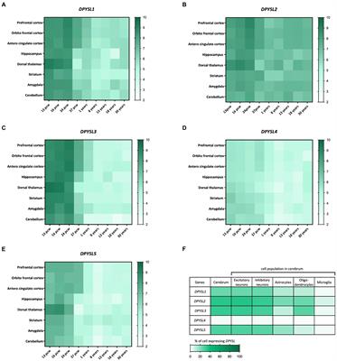 Contribution of the dihydropyrimidinase-like proteins family in synaptic physiology and in neurodevelopmental disorders